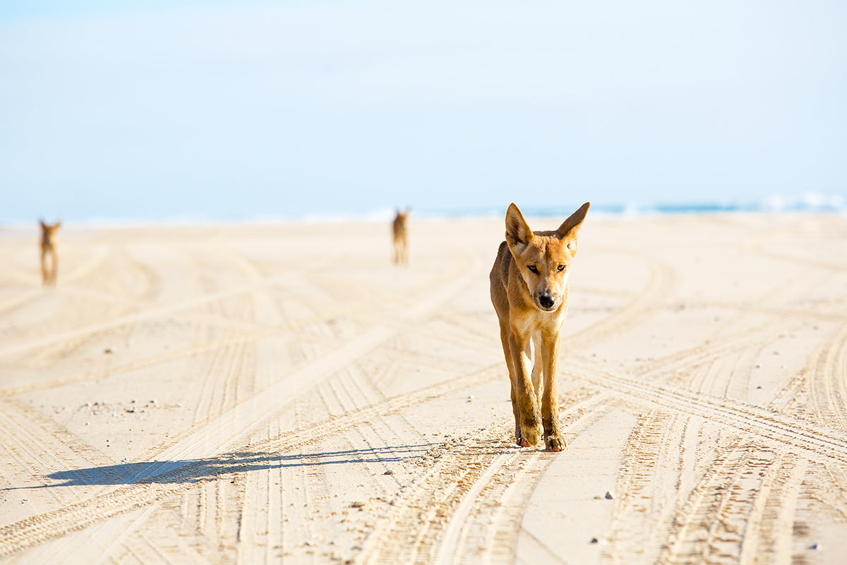 Leader of the Pack
