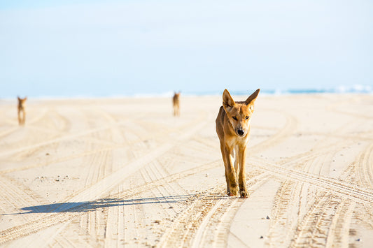 Leader of the Pack