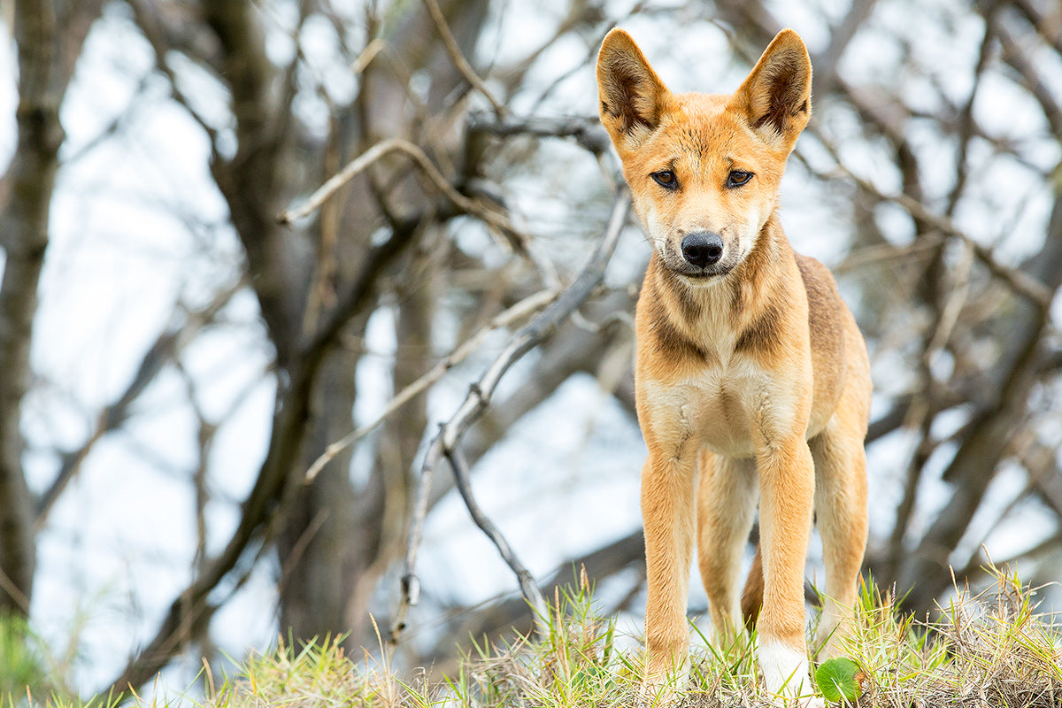 Pup