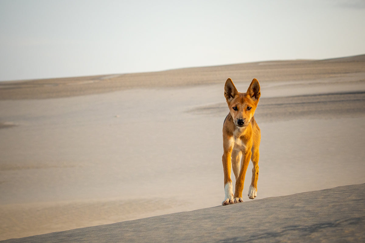 Dune Rat