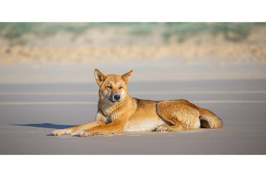 Beachmaster