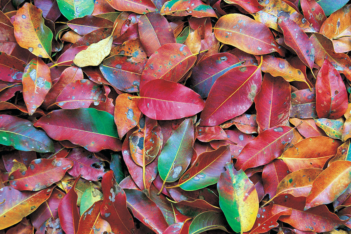 Colours are the children of the sun