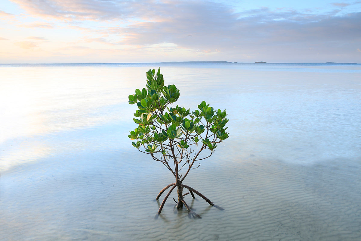 Orange Mangrove
