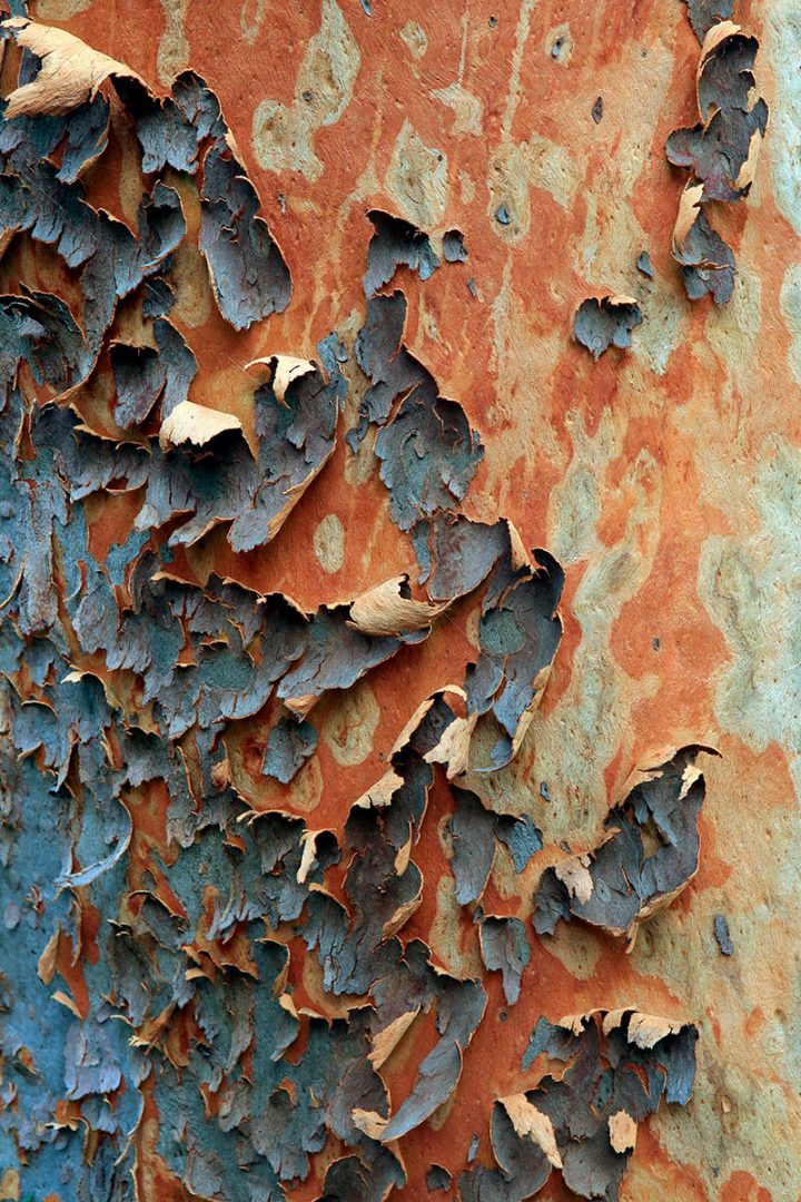 Angophora Bark
