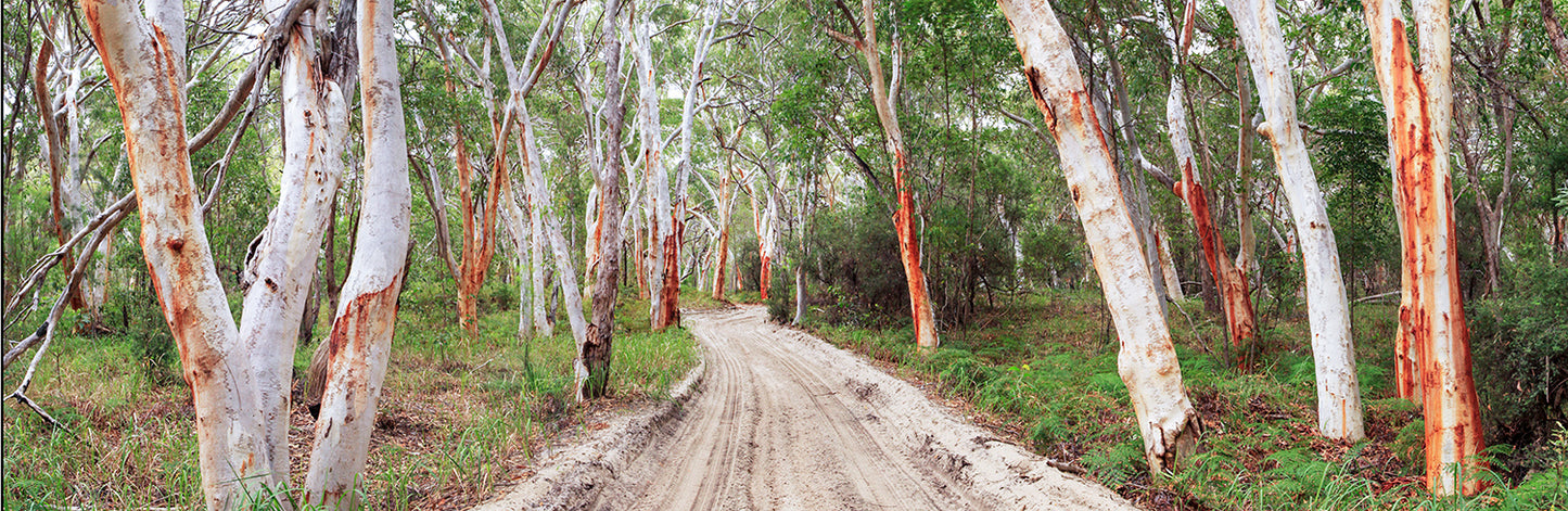 Country Road through Scribbly Gums