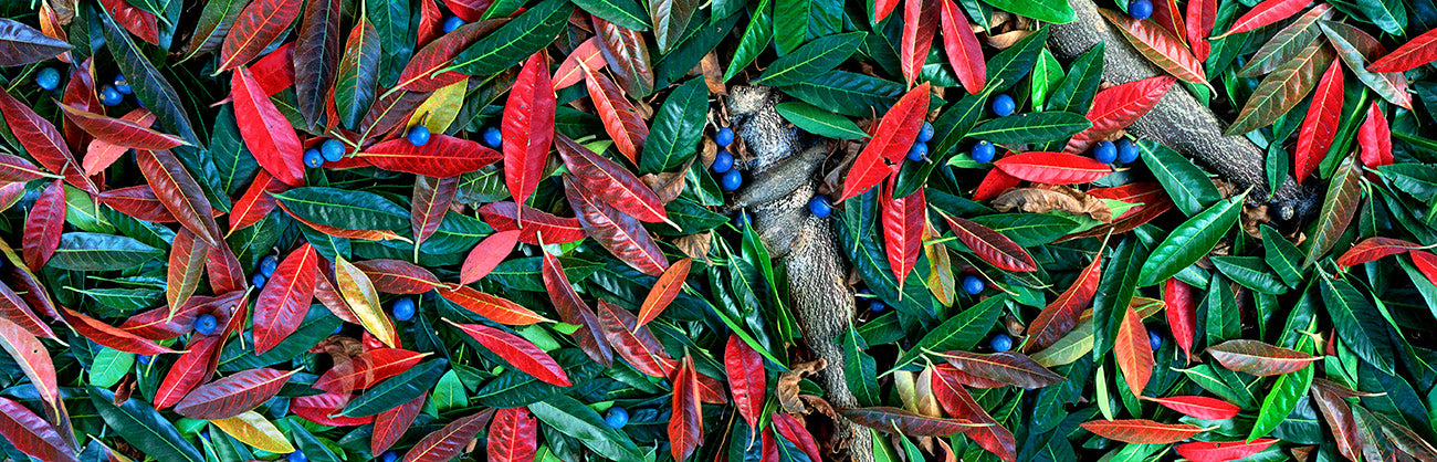 Quandong Leaves and Fruit