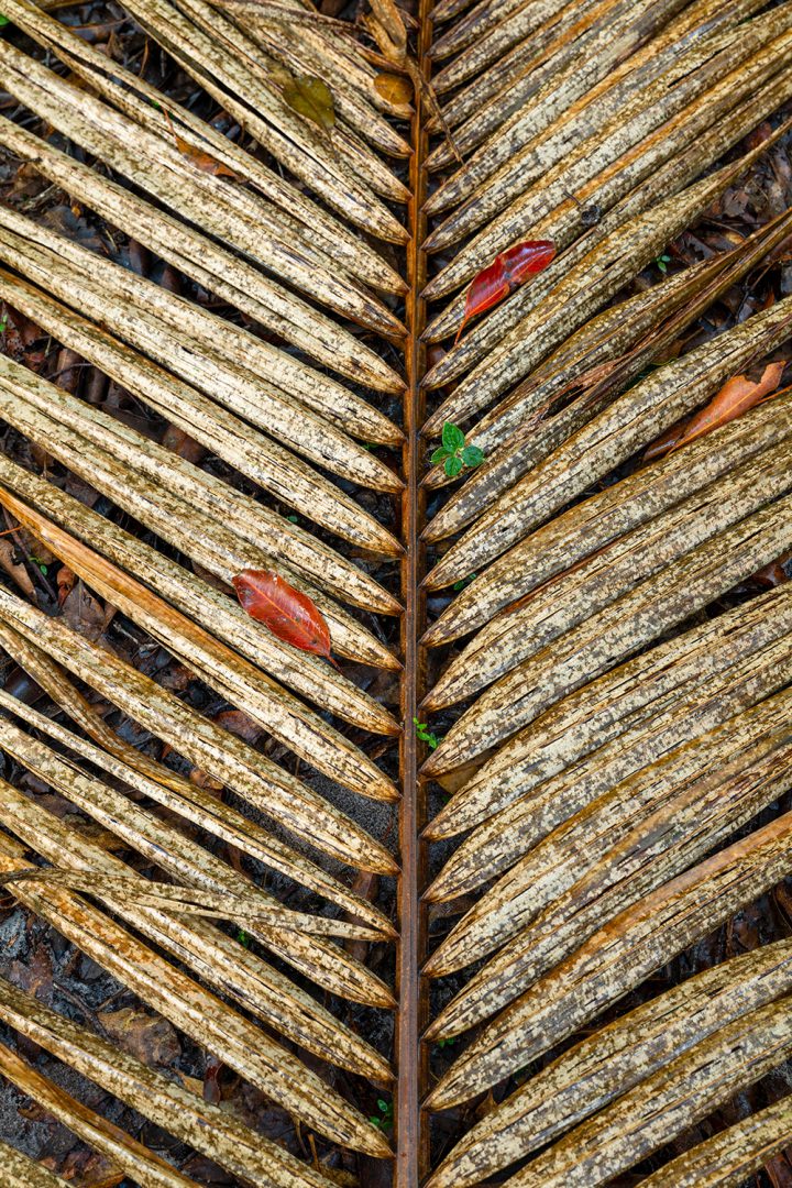 Forest Floor