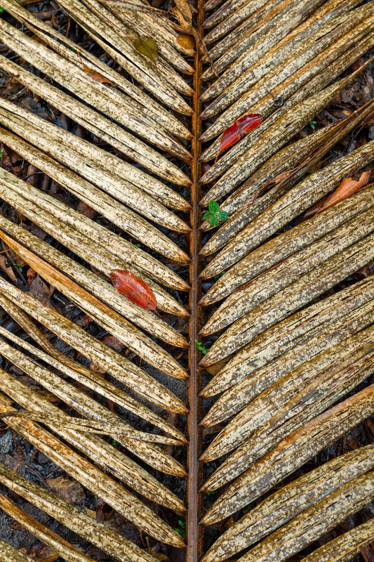 Forest Floor