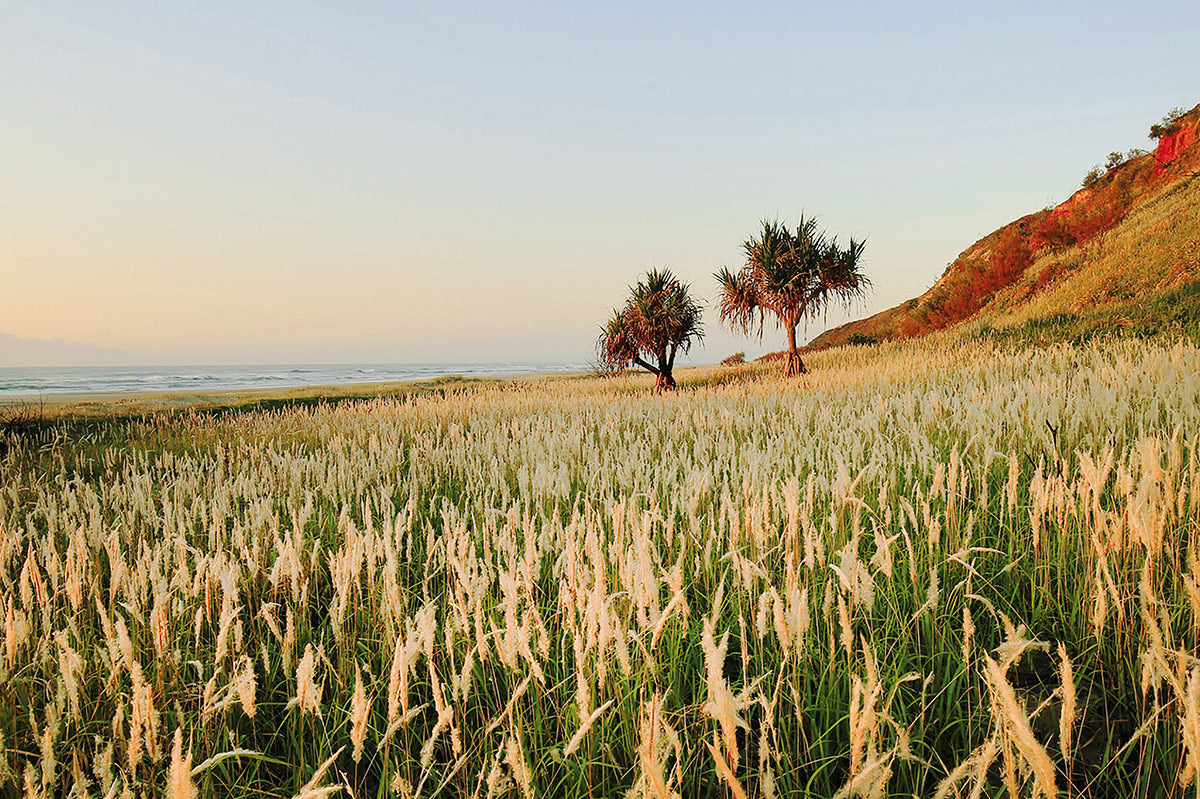 Fields of Gold