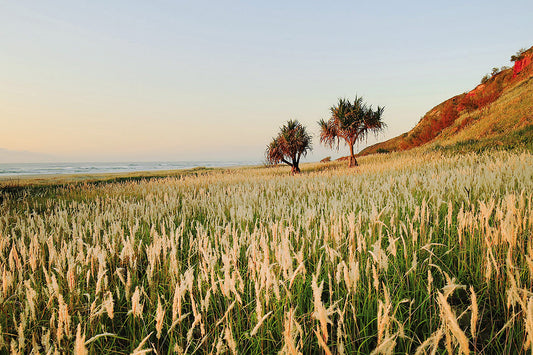 Fields of Gold