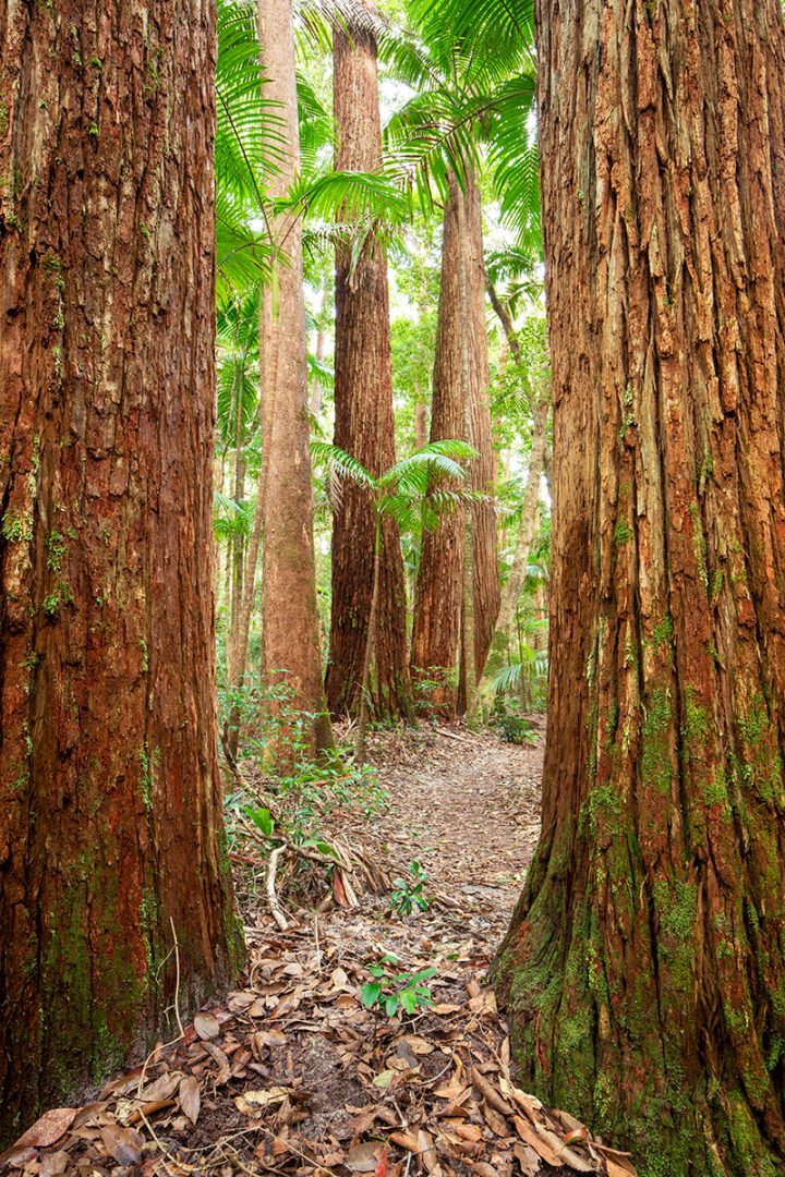 The Land of Giants