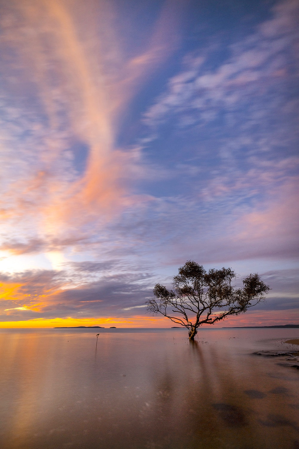 Mother Mangrove