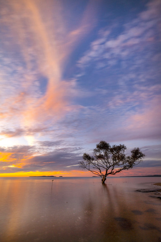 Mother Mangrove