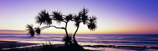 Pandanus Silhouette