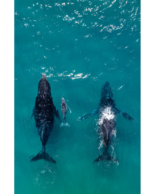 Newborn. Humpback Whales.