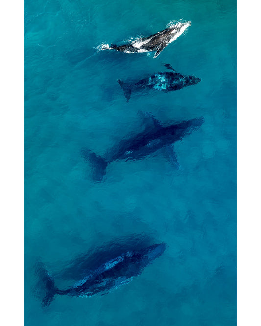 Joy, Humpback Family