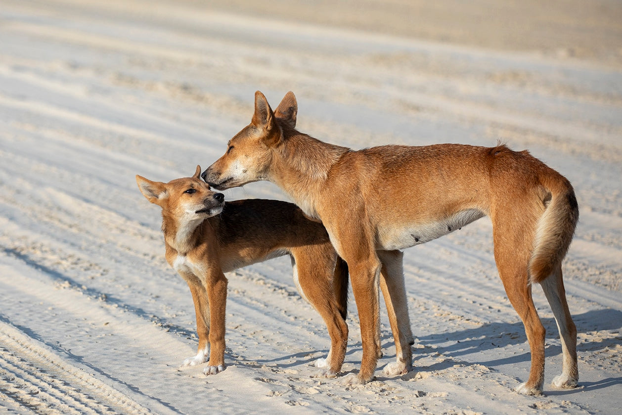 Mothers touch