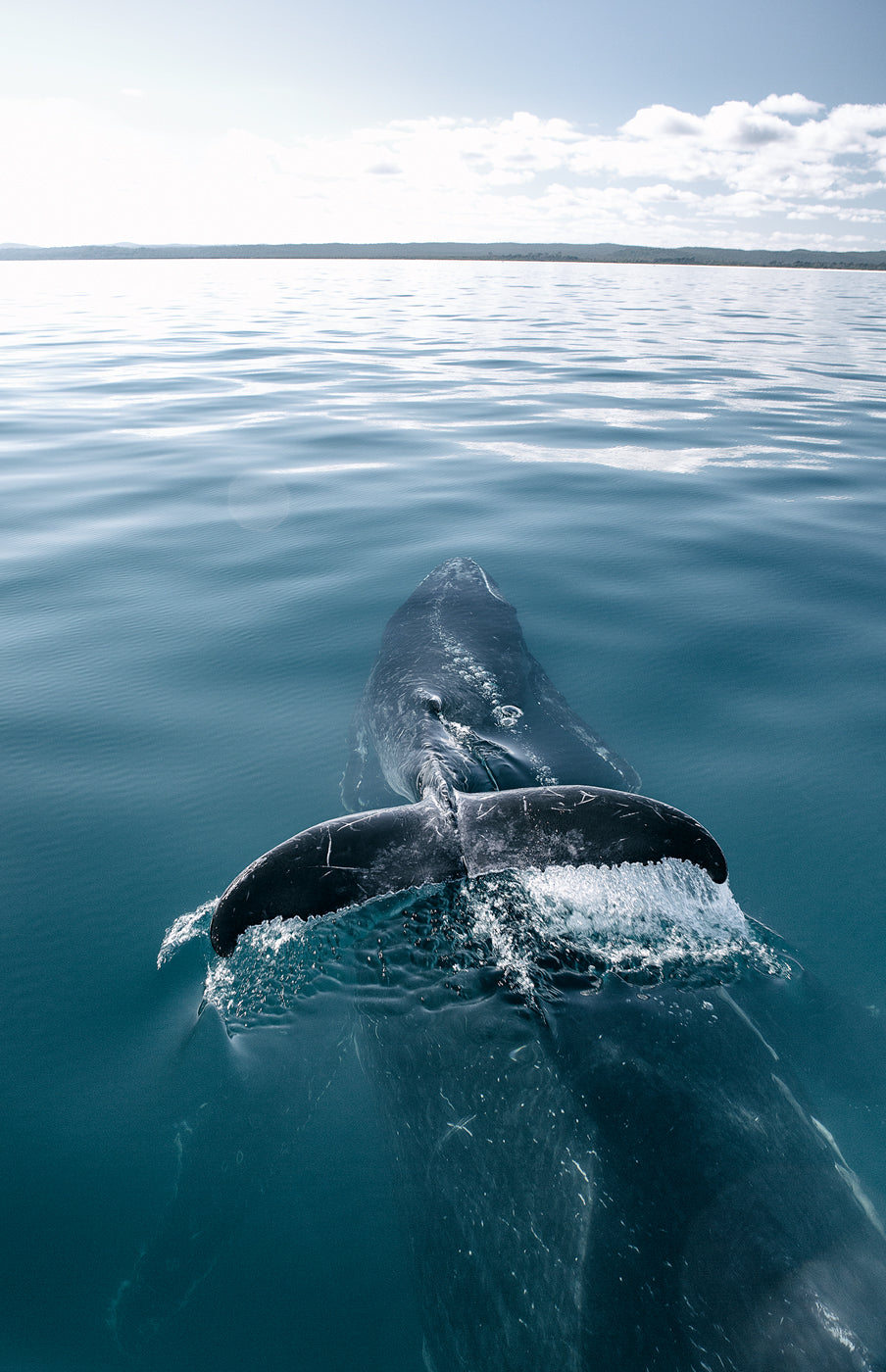 'Piggyback' Baby Humpback Whale riding on Mum's back