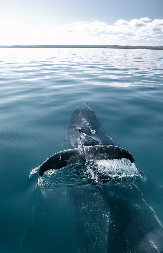 'Piggyback' Baby Humpback Whale riding on Mum's back