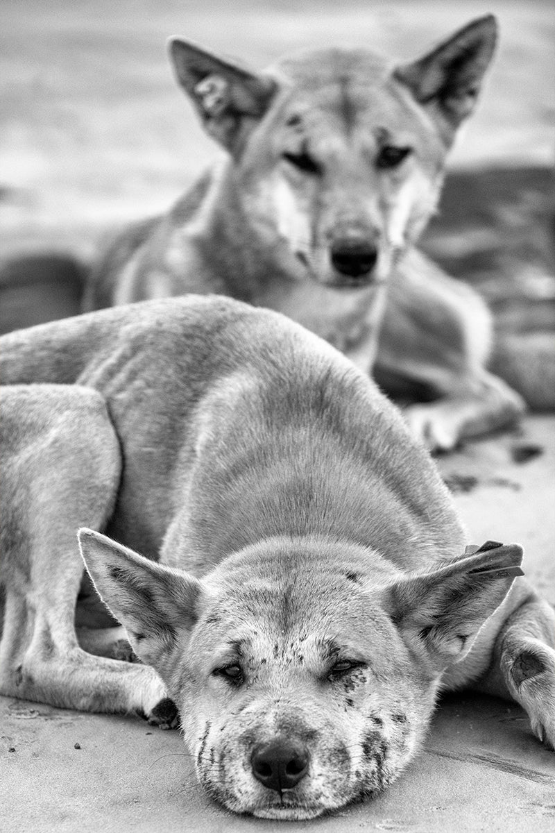 'Samson and Delilah'