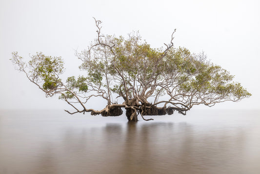 Sacred Mangrove. Kingfisher sitting on Grey Mangrove in Mist _ LIMITED EDITION
