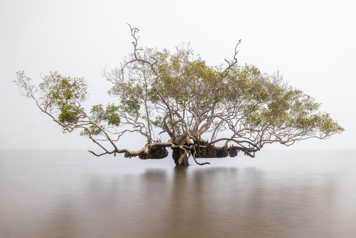 Sacred Mangrove